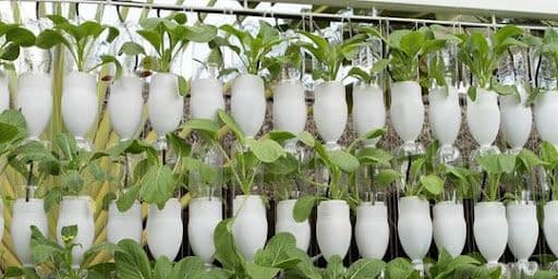 Cover image for Meraup Untung Besar Dari Botol Bekas Dengan Hidroponik