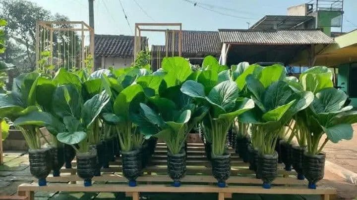 Meraup Untung Besar Dari Botol Bekas Dengan Hidroponik